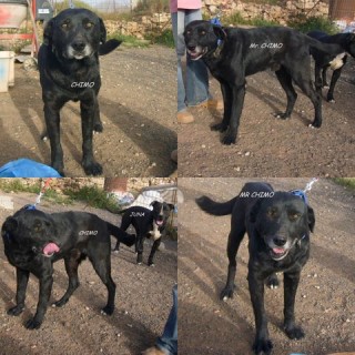 mr chimo c2 1910-351-6